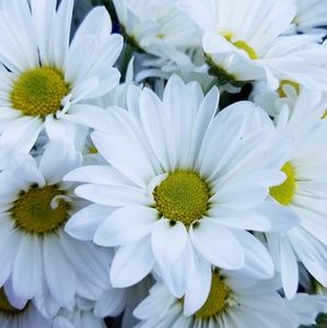 Meet your Posher, Mercedes